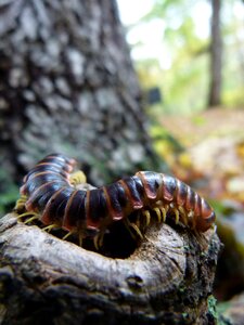 Animal wildlife centipede photo