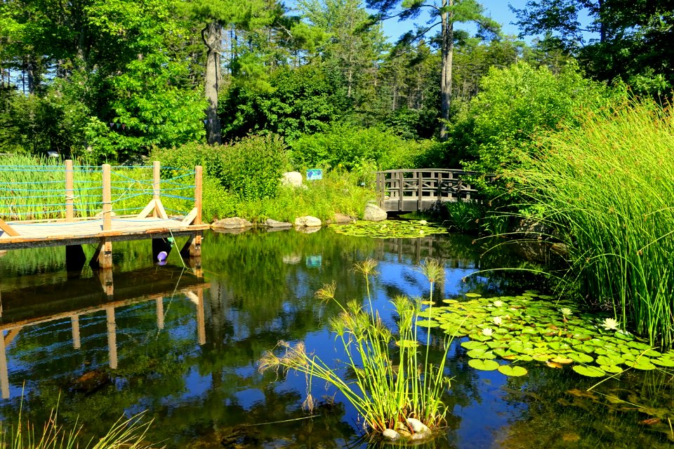 Children's Garden pond - Coastal Maine Botanical Gardens - DSC03282