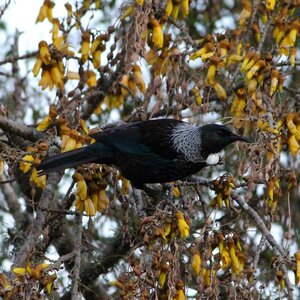 Zealand bird black