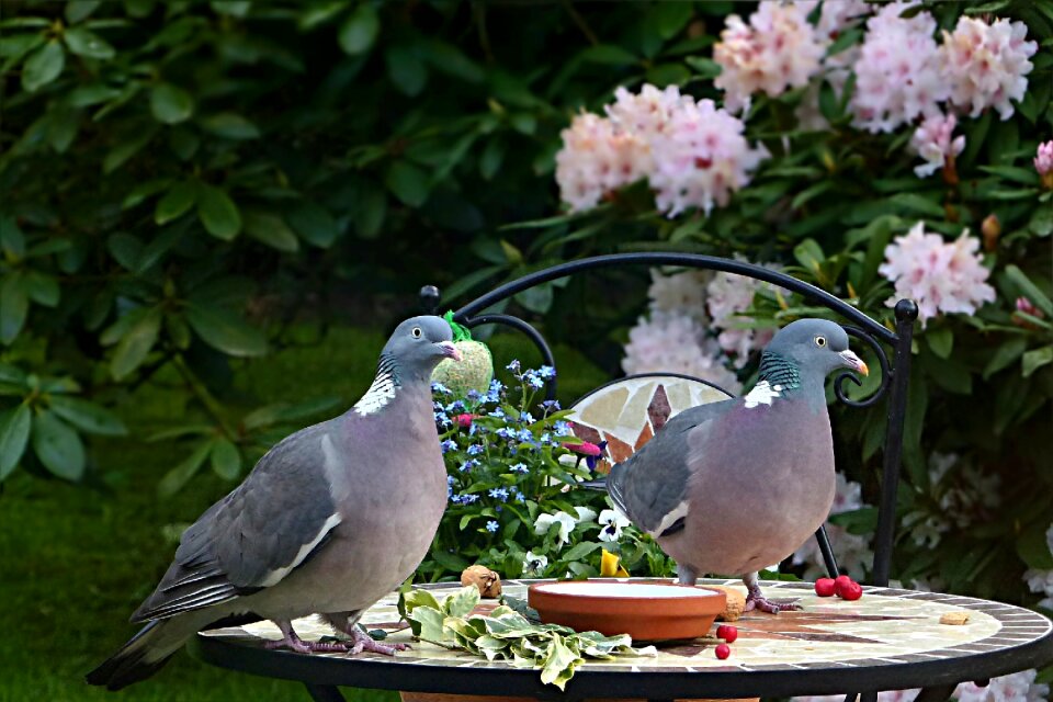 Columba palumbus couple foraging
