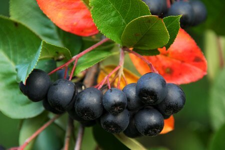 Plants fruit shrub closeup