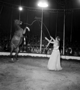 Circus Mikkenie in Turnhout Belgie. Paardendressuur door Vibeke Mikkenie, Bestanddeelnr 904-6929