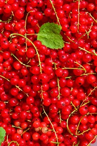 Berries garden currant soft fruit