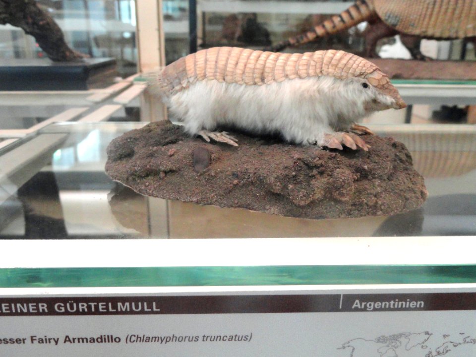 Chlamyphorus truncatus - Naturmuseum Senckenberg - DSC02080