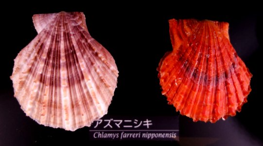 Chlamys farreri nipponensis - National Museum of Nature and Science, Tokyo - DSC06770