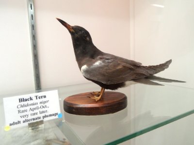 Chlidonias niger - Pacific Grove Museum of Natural History - DSC06747