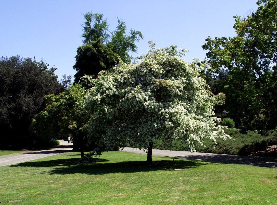 Chionanthus retusus