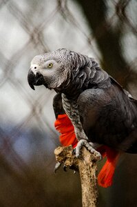 African grey parrot parrot bird