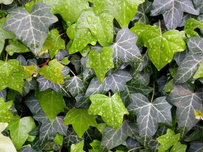 Plant pattern hedera photo