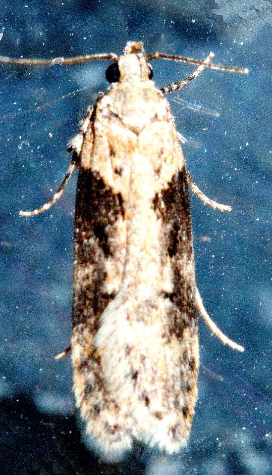Chionodes mediofuscella 04