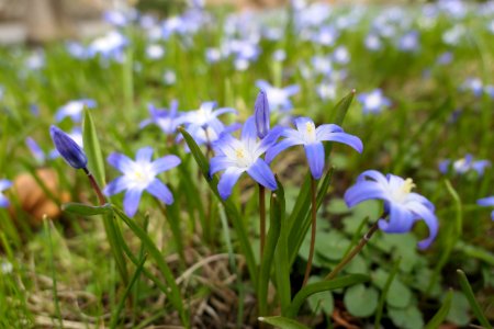 Chionodoxa-2