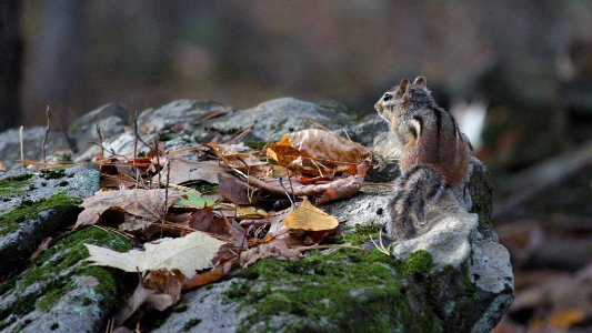 Chippy On The Lookout (233641099)