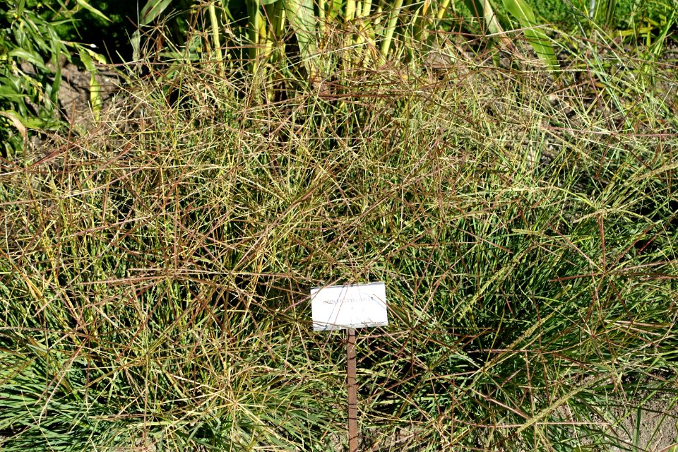 Chloris truncata - Bergianska trädgården - Stockholm, Sweden - DSC00558