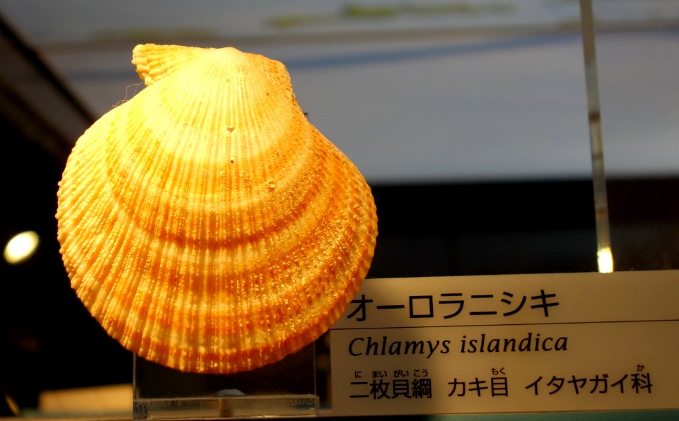 Chlamys islandica - National Museum of Nature and Science, Tokyo - DSC06902