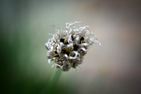 Chives Seeds (162133069)