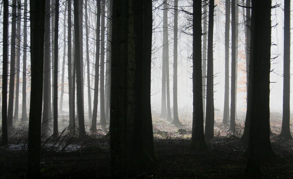 Autumn gloomy mysterious