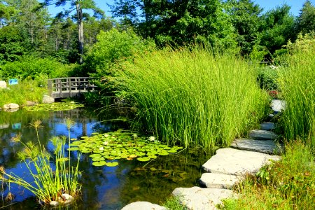 Children's Garden pond - Coastal Maine Botanical Gardens - DSC03286