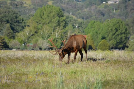 Male grass hunt