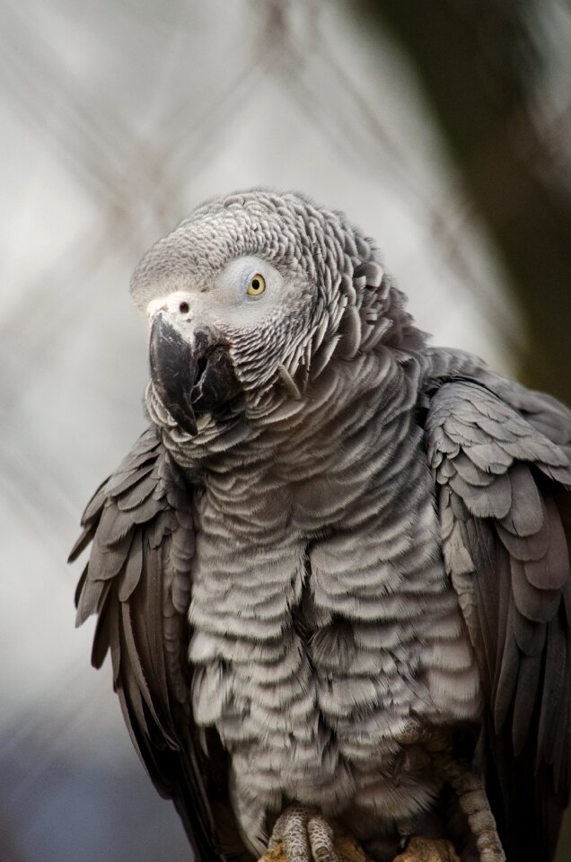 African grey parrot parrot bird