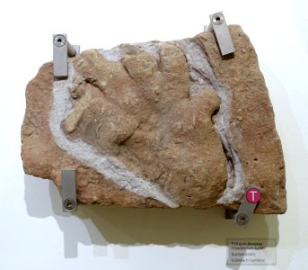 Chirotherium barthi - Naturhistorisches Museum, Braunschweig, Germany - DSC05242