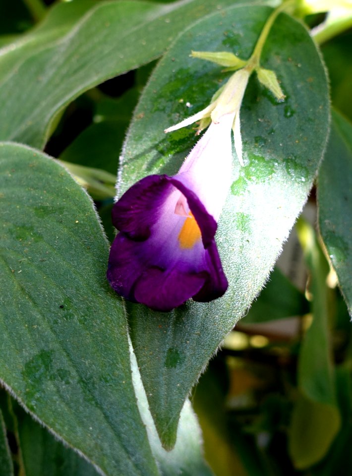 Chirita walkerae - Marie Selby Botanical Gardens - Sarasota, Florida - DSC00977