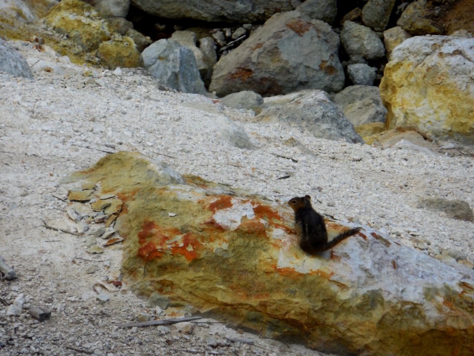 Chipmunk in Lassen National Park (2)