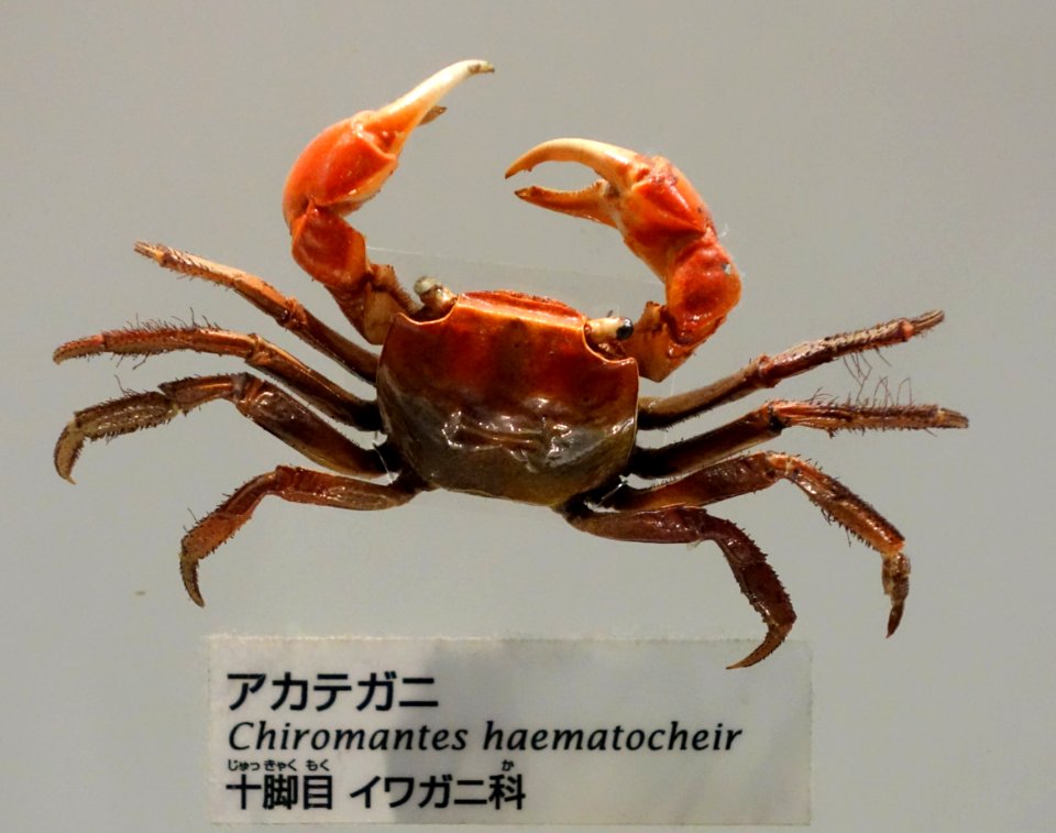 Chiromantes haematocheir - National Museum of Nature and Science, Tokyo - DSC07542
