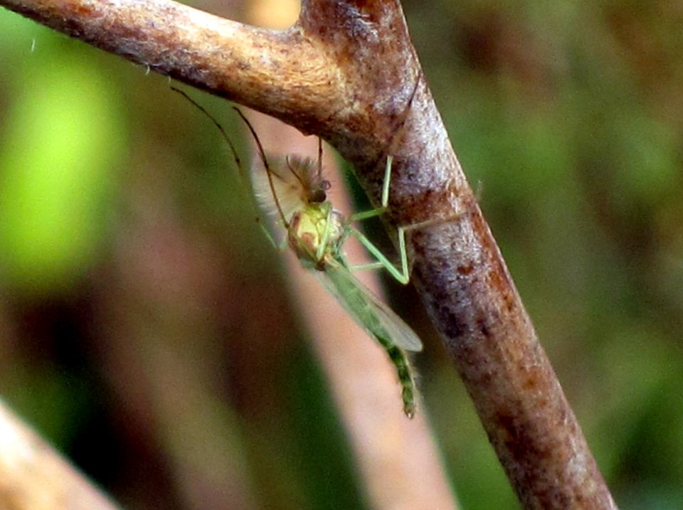 Chironomidae sp. (Nonbiting midge), Arnhem, the Netherlands