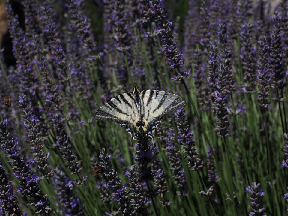 Papilionidae papilio papilio machaon