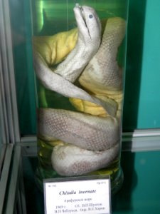 Chitulia inornata