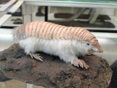 Chlamyphorus truncatus - Naturmuseum Senckenberg - DSC02081