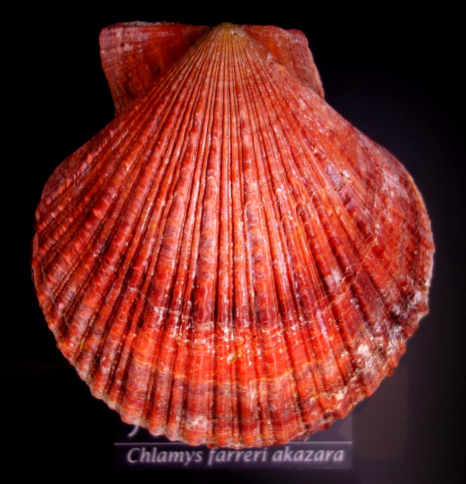 Chlamys farreri akazara - National Museum of Nature and Science, Tokyo - DSC06771