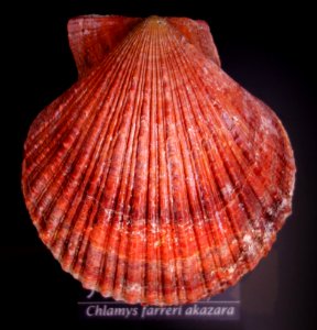 Chlamys farreri akazara - National Museum of Nature and Science, Tokyo - DSC06771