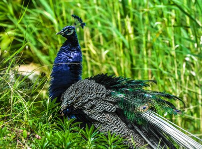 Nature wing majestic