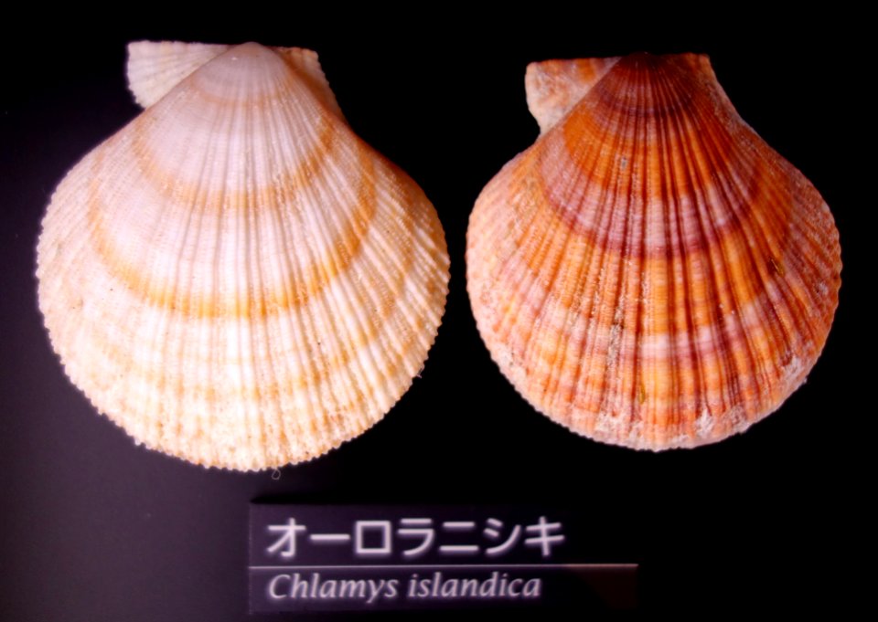 Chlamys islandica - National Museum of Nature and Science, Tokyo - DSC06769