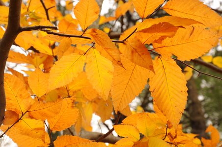 New england new hampshire trees photo