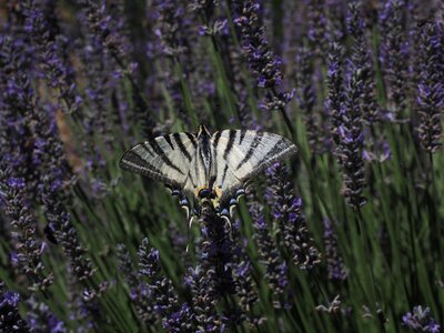 Papilionidae papilio papilio machaon photo