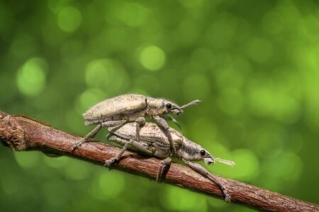 Macro nature magnification
