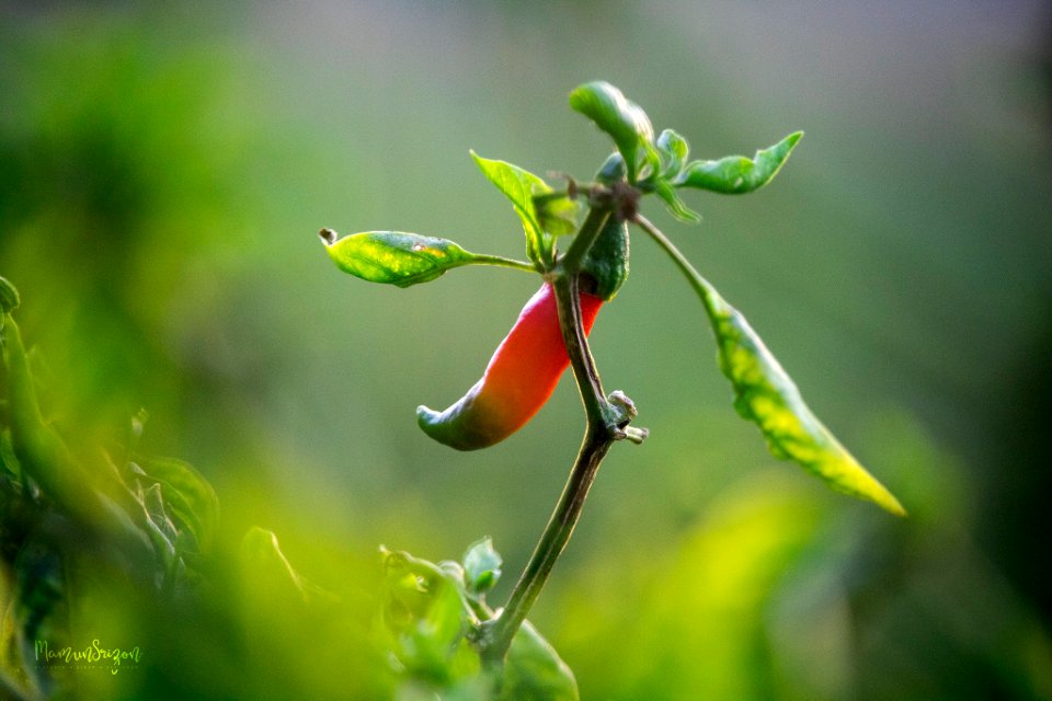 Chilli (247798751)