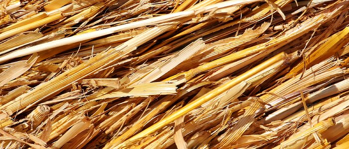 Field stubble cereals photo