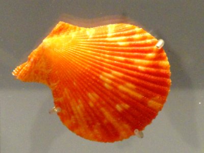 Chlamys senatoria - Royal Ontario Museum - DSC00203