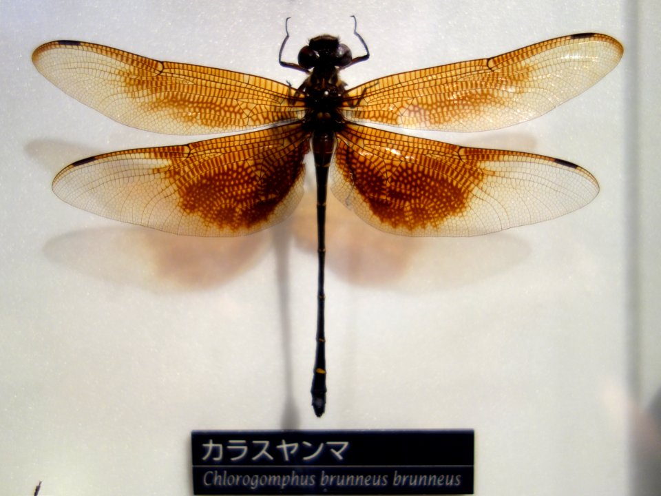 Chlorogomphus brunneus brunneus - National Museum of Nature and Science, Tokyo - DSC06795