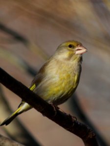 Chloris chloris Oulu 20120507
