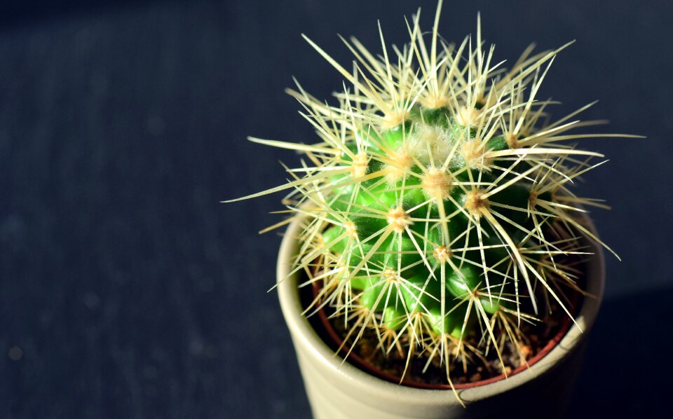 Thorns prickly close up photo