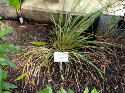 Chionochloa conspicua - Palmengarten Frankfurt - DSC01918