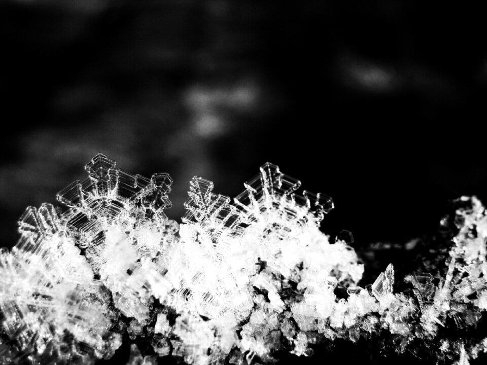 Cold black and white macro