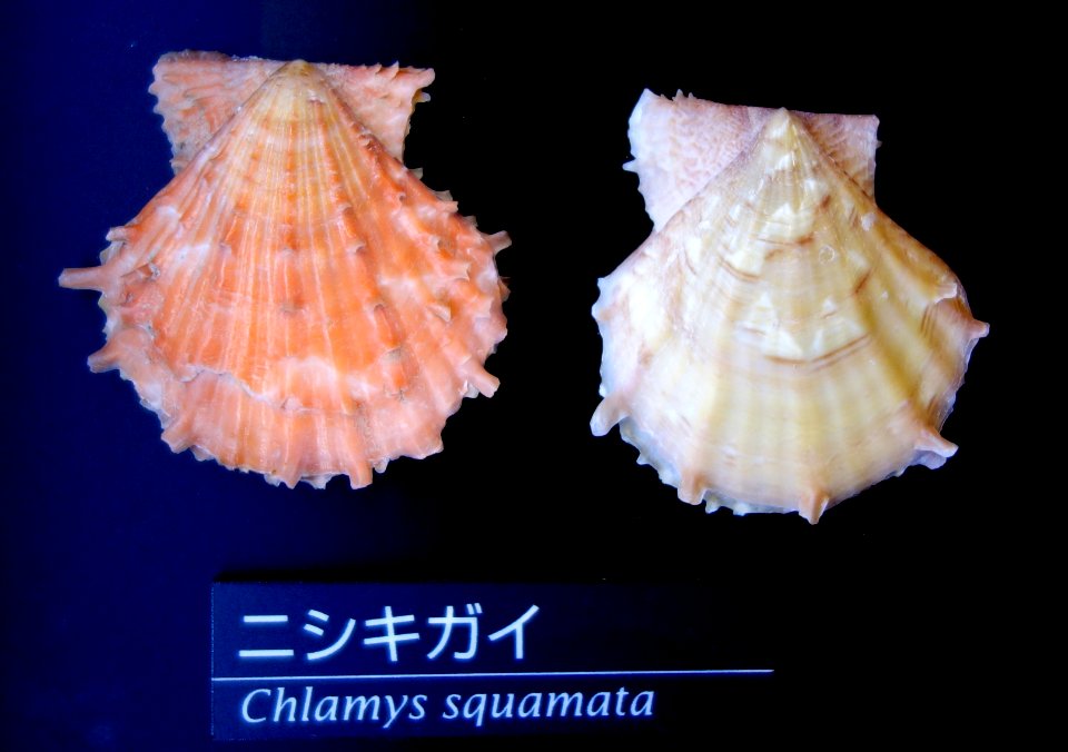 Chlamys squamata - National Museum of Nature and Science, Tokyo - DSC06772