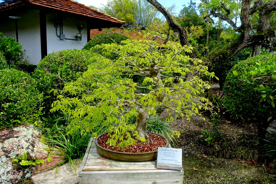 Chloroleucon tortum (Pithecellobium tortum) - Morikami Museum and Japanese Gardens - Palm Beach County, Florida - DSC03522