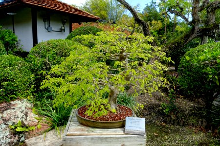 Chloroleucon tortum (Pithecellobium tortum) - Morikami Museum and Japanese Gardens - Palm Beach County, Florida - DSC03522