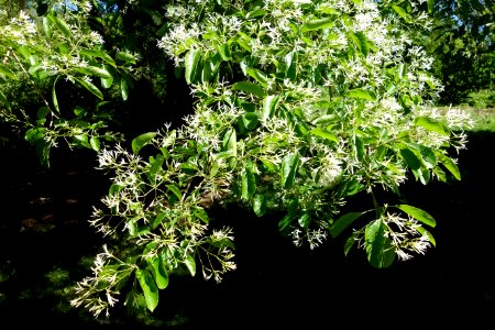 Chionanthus retusus - Arnold Arboretum - DSC06755